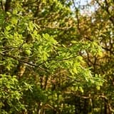 Branches
