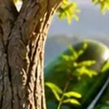 Trunk